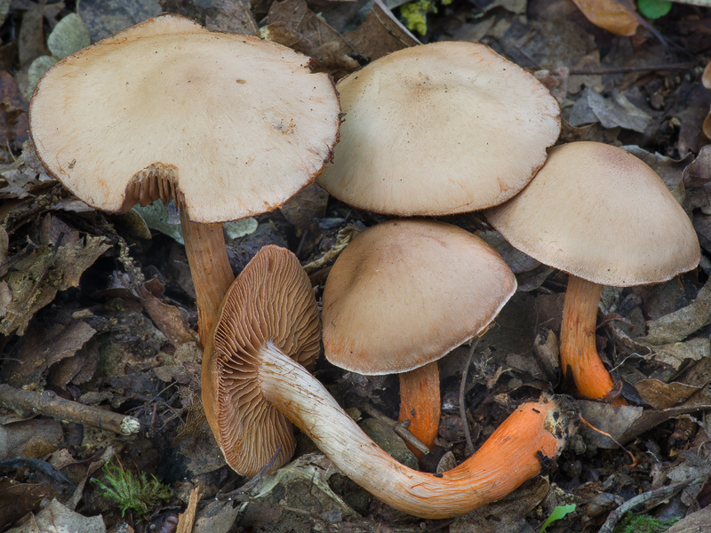 Cortinarius bulliardii